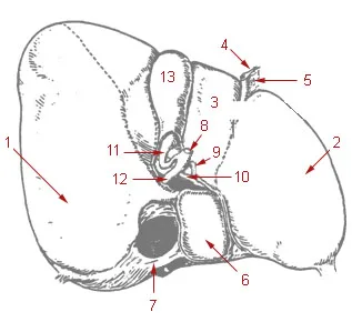 liver anatomy