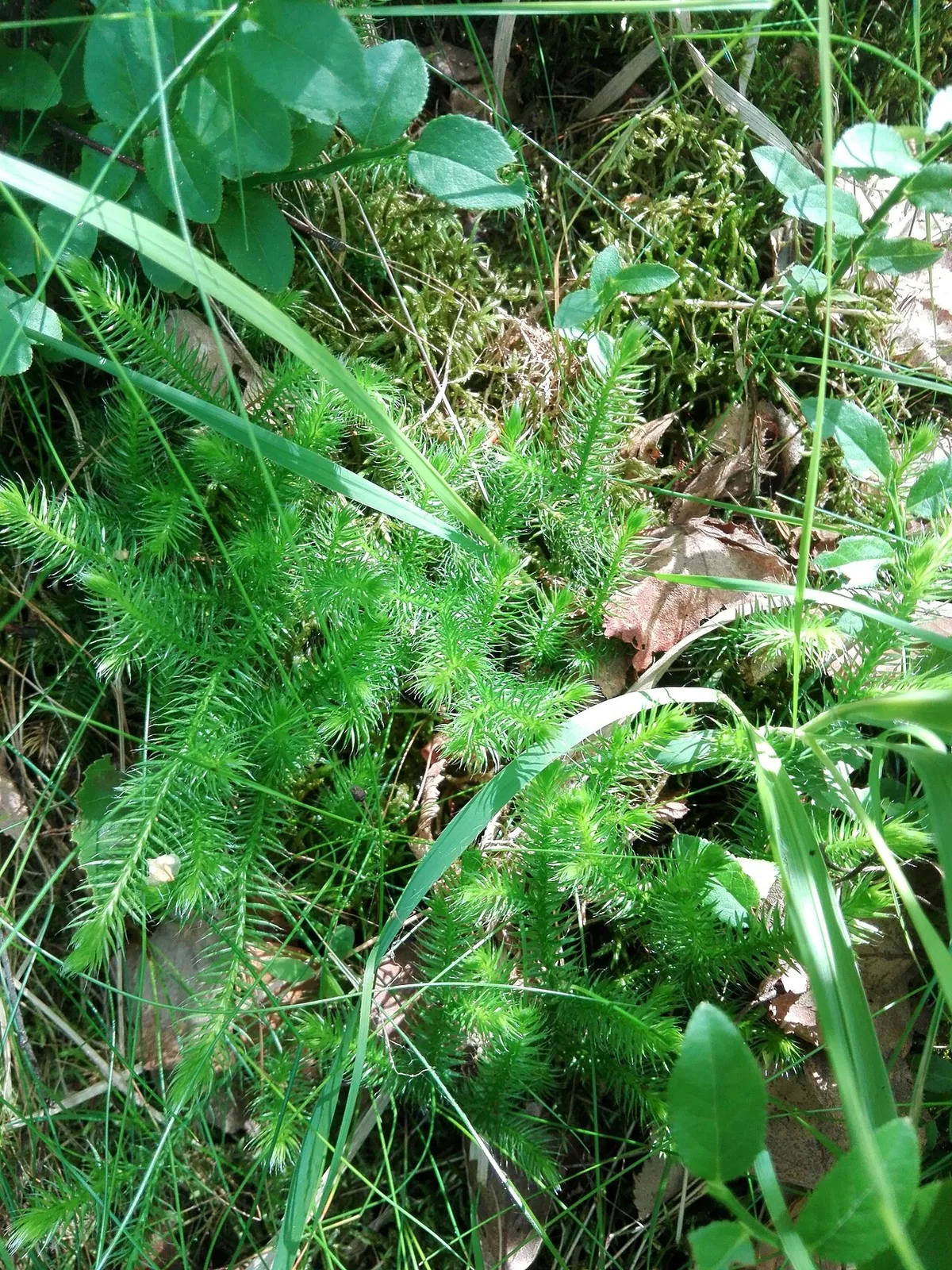 Lycopodium clavatum