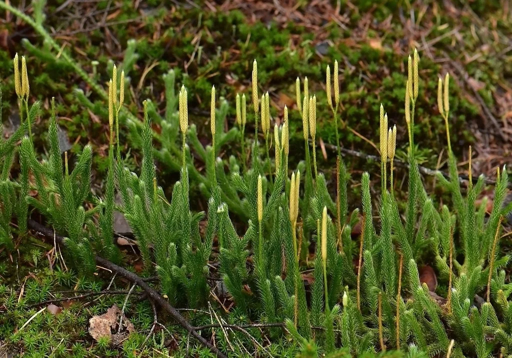 Lycopodium club moss