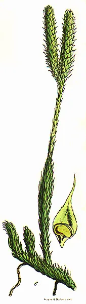 Lycopodium remedy profile dosage and administration