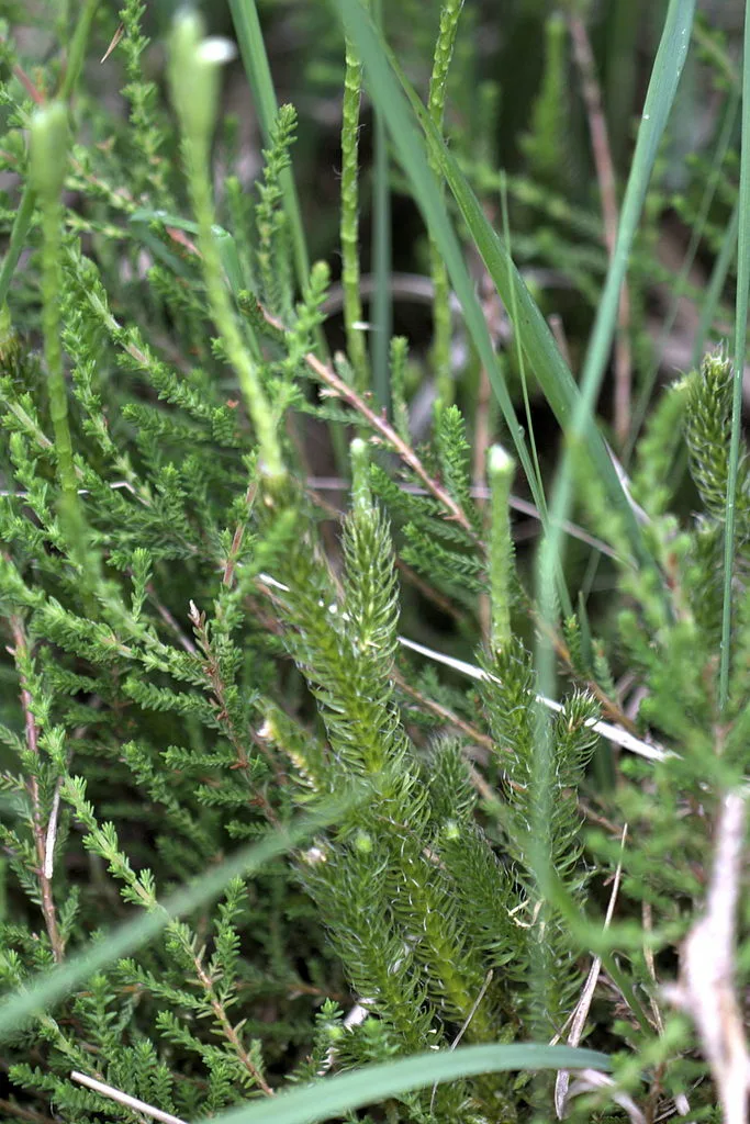 Lycopodium remedy profile for children's health