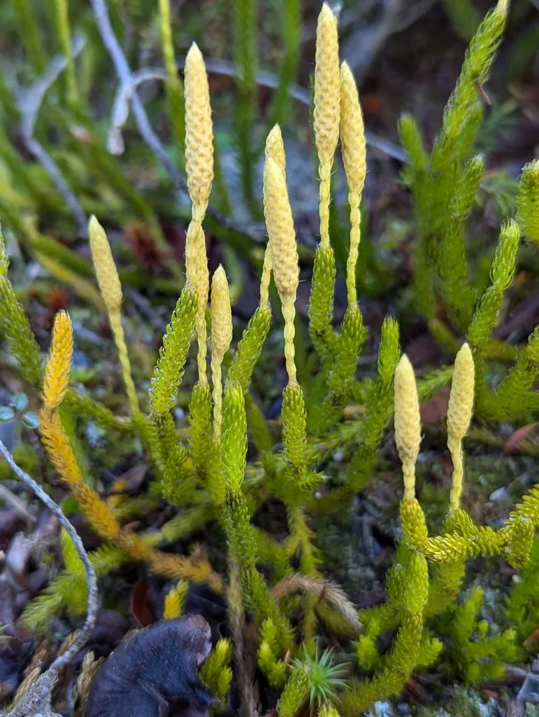 Lycopodium remedy profile for skin conditions