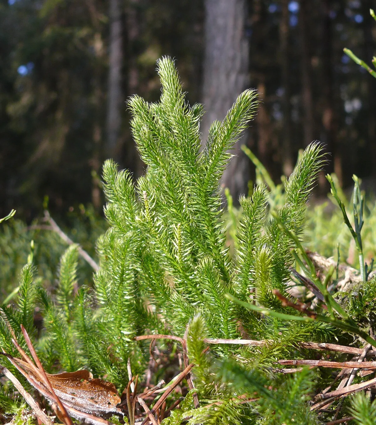 Lycopodium remedy profile vs Phosphorus